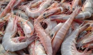 Udang yang Berkhasiat, Berikut Cara Budidaya Udang Windu