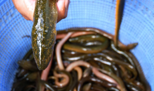 Cara budidaya ikan sidat atau yang dikenal sebagai Unagi di Jepang. Dari pemilihan jenis kolam hingga tahap panen.