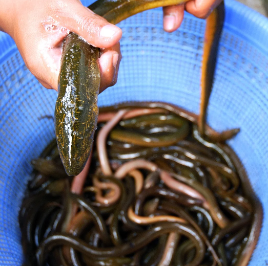 Cara budidaya ikan sidat atau yang dikenal sebagai Unagi di Jepang. Dari pemilihan jenis kolam hingga tahap panen.