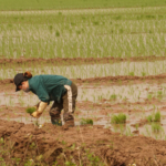 Menteri Pertanian, Andi Amran Sulaiman berencana mengubah lahan rawa menjadi sawah untuk meningkatkan produksi pertanian dalam negeri.