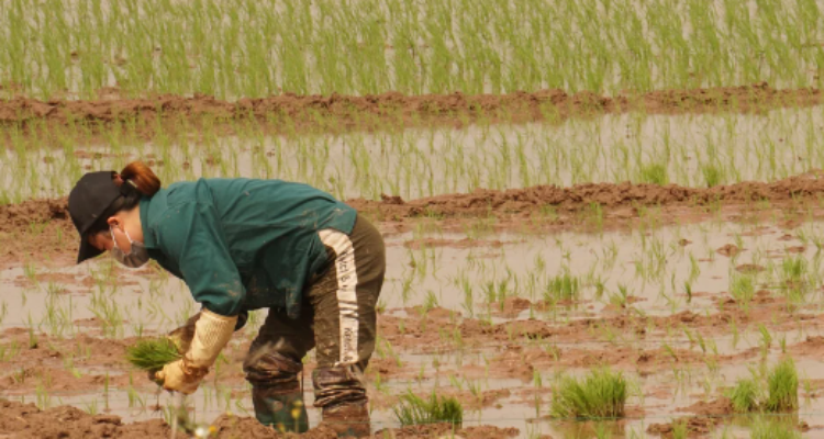 Menteri Pertanian, Andi Amran Sulaiman berencana mengubah lahan rawa menjadi sawah untuk meningkatkan produksi pertanian dalam negeri.