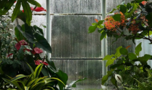 Kiat dan trik cerdas berkebun di musim hujan, cara tepat untuk mengatasi tantangan menanam tanaman saat musim hujan.