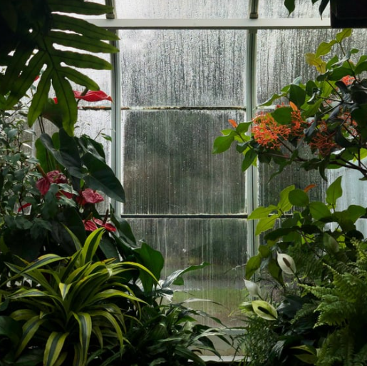 Kiat dan trik cerdas berkebun di musim hujan, cara tepat untuk mengatasi tantangan menanam tanaman saat musim hujan.