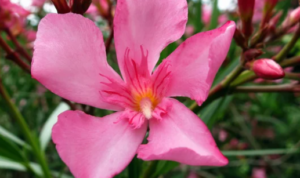 Jangan terkecoh dengan visualnya, inilah 5 tanaman yang paling beracun di dunia. Ada tembakau hingga oleander.