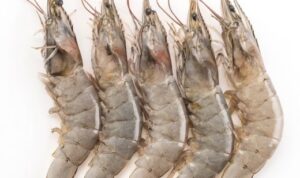 Tips Mudah dalam Budidaya Udang Agar Berhasil