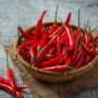 Tips Menanam Cabe Rawit agar Lebat dan Berbuah Melimpah