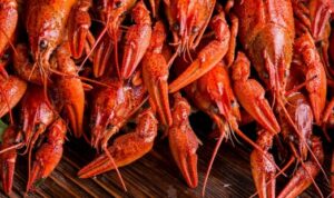 Keuntungan Budidaya Lobster: Peluang Bisnis yang Menguntungkan