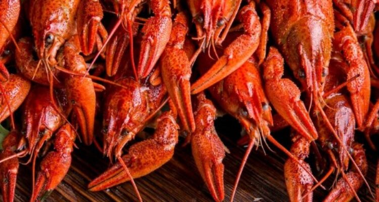 Keuntungan Budidaya Lobster: Peluang Bisnis yang Menguntungkan