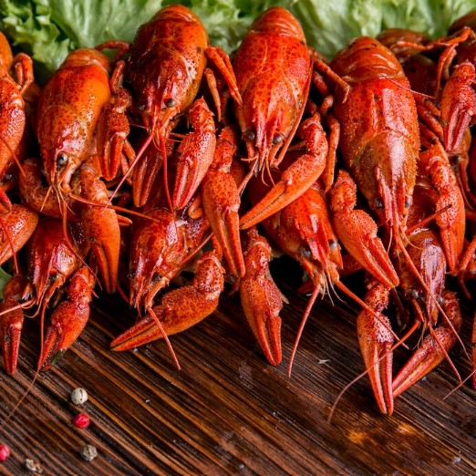 Keuntungan Budidaya Lobster: Peluang Bisnis yang Menguntungkan