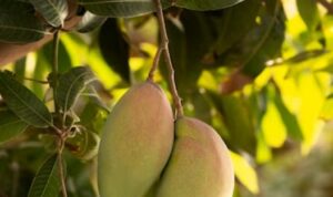 Tips Menanam Buah Mangga yang Mudah dan Berkualitas untuk Kebun Anda  