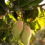 Tips Menanam Buah Mangga yang Mudah dan Berkualitas untuk Kebun Anda  