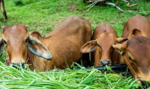 Tips Memilih Pakan Ternak Sapi yang Berkualitas