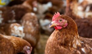 Pakan Unggas yang Berkualitas, agar Unggas Menjadi Berkualitas