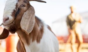 Keuntungan Ternak Kambing, Berikut Hasil Olahannya
