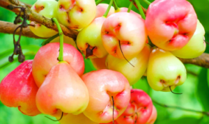 Tips panduan praktis ini, kamu bisa memiliki kebun jambu air yang sukses di rumah, ini cara mudah menanam jambu air.