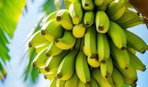 Budidaya Pisang: Manfaat Maksimal dari Daun Hingga Buah