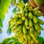 Budidaya Pisang: Manfaat Maksimal dari Daun Hingga Buah