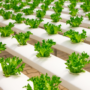 Hortikultura di abad ke-21 (Foto: Canva - naidokdin).