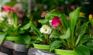 Rahasia Kebun Urban: Tips Menanam Tanaman di Dalam Ruangan yang Harus Anda Ketahui