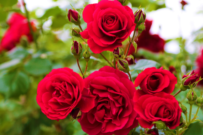 Cara merawat bunga mawar dengan tepat (Foto: Canva - Konevi).