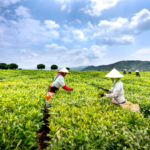 Pengertian sistem pertanian organik (Foto: Canva - Quang Nguyen).