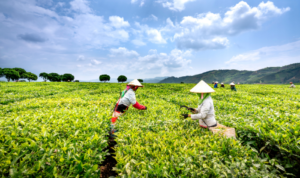 Pengertian sistem pertanian organik (Foto: Canva - Quang Nguyen).