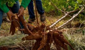 Jangan Remehkan! Berikut Manfaat Ekonomis Menjadi Petani Singkong