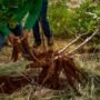 Jangan Remehkan! Berikut Manfaat Ekonomis Menjadi Petani Singkong