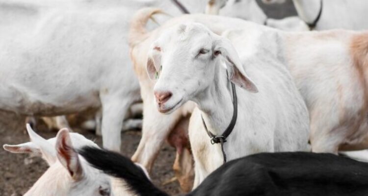  Tantangan dan Tips Mengatasi Masalah Peternak Kambing saat Musim Hujan