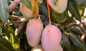 Jenis-Jenis Buah Mangga yang Mudah Ditanam di Rumah