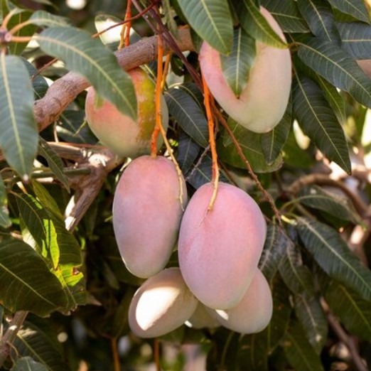 Jenis-Jenis Buah Mangga yang Mudah Ditanam di Rumah