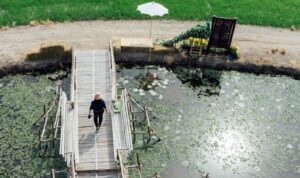 Pembudidayaan Ikan di Kolam Terpal Semakin Populer, Ini Keuntungannya