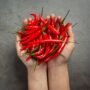 Tips dan Trik Menanam Cabai di Rumah Saat Musim Hujan