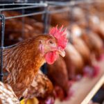 Pengaruh Pakan terhadap Produktivitas Ayam Broiler