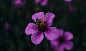 Fakta Menarik tentang Bunga Cosmos, Yang Jarang Diketahui