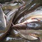 Pengaruh Kualitas Air Terhadap Ternak Ikan Lele