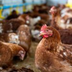 Temperatur Kandang yang Ideal untuk Ayam Petelur, Berikut Tipsnya