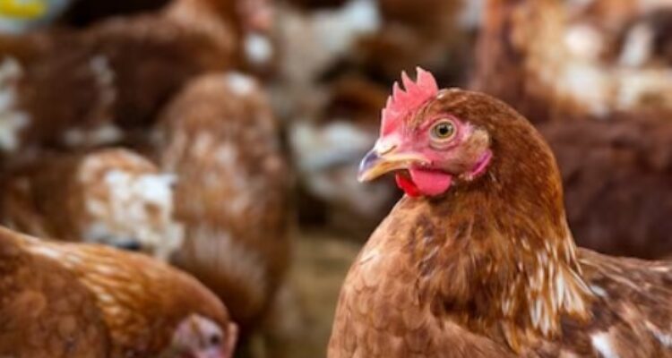 Temperatur Kandang yang Ideal untuk Ayam Petelur, Berikut Tipsnya