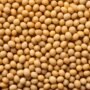 Pemanfaatan Kedelai untuk Biosolar yang Jarang Kita Ketahui