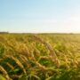 Mengatasi Hama pada Pertanian Padi: Strategi Perlindungan Tanaman yang Efektif