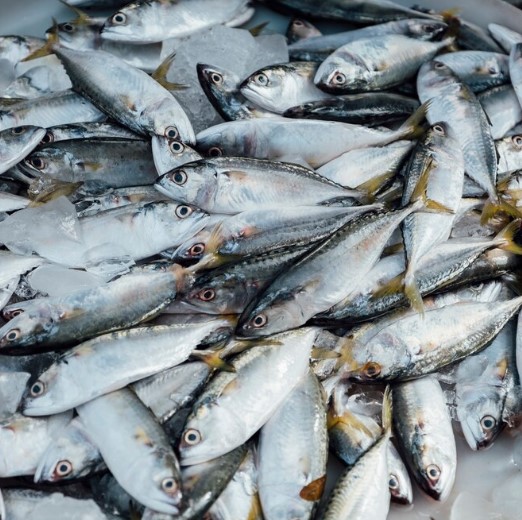 Berikut Kandungan Penting agar Pakan Ikan Berkualitas!