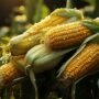 Tips Menghasilkan Panen Jagung yang Berkualitas