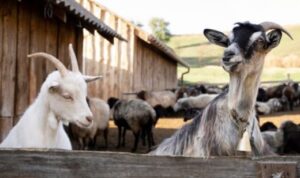 Kenali Potensi Peternakan Kambing di Jawa Timur