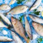 Peningkatan Kualitas dan Produksitivitas Ikan: Keuntungan Menggunakan EM4 dalam Perikanan
