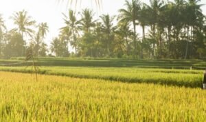 Beberapa Usaha yang Potensial di Sektor Pertanian