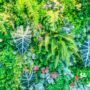 Pemanfaatan Tanaman Sukulen untuk Vertical Garden