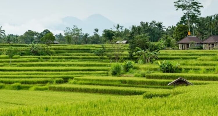 Wisata Perkebunan di Jabodetabek: Destinasi Liburan Sederhana yang Menyenangkan