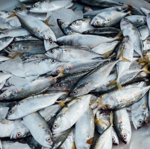 Cara Meningkatkan Komoditas Ekspor Ikan di Indonesia, Simak Penjelasannya Berikut