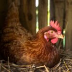 Tips Sukses Ternak Ayam Kampung dengan Metode Kandang Semi Intensif, Cocok untuk Pemula