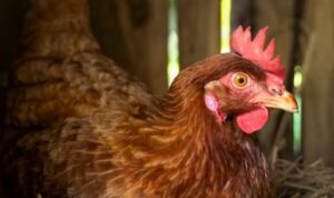 Tips Sukses Ternak Ayam Kampung dengan Metode Kandang Semi Intensif, Cocok untuk Pemula